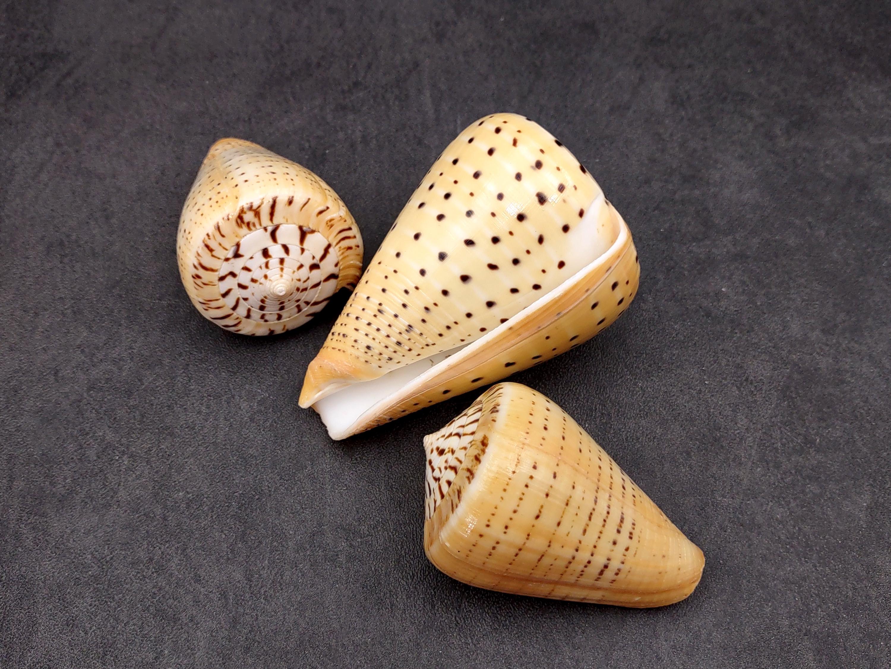 Beech Cone Seashell Conus Betulinus (1 Shell Approx. 2.75+ Inches) Cone ...
