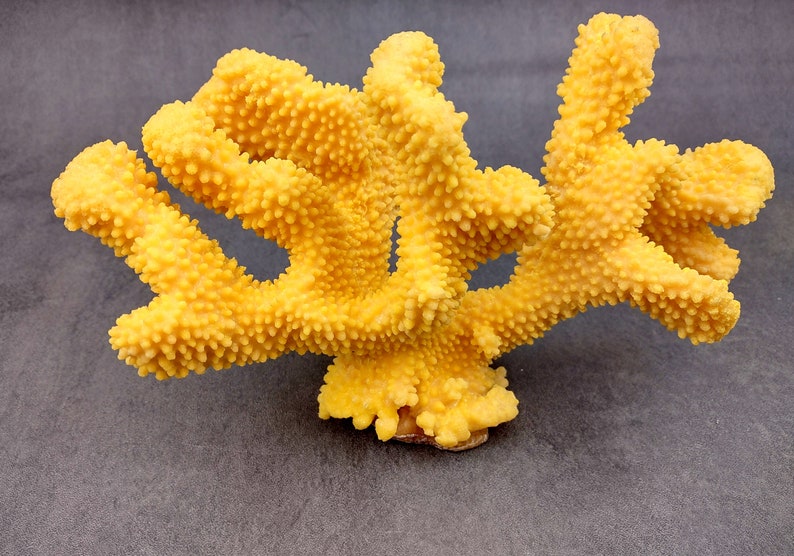 Coral de coliflor sintética amarilla Pocillopora Eydouxi 1 coral sintética de aproximadamente 9 pulgadas de ancho x 5 de alto x 4 profundidad imagen 5