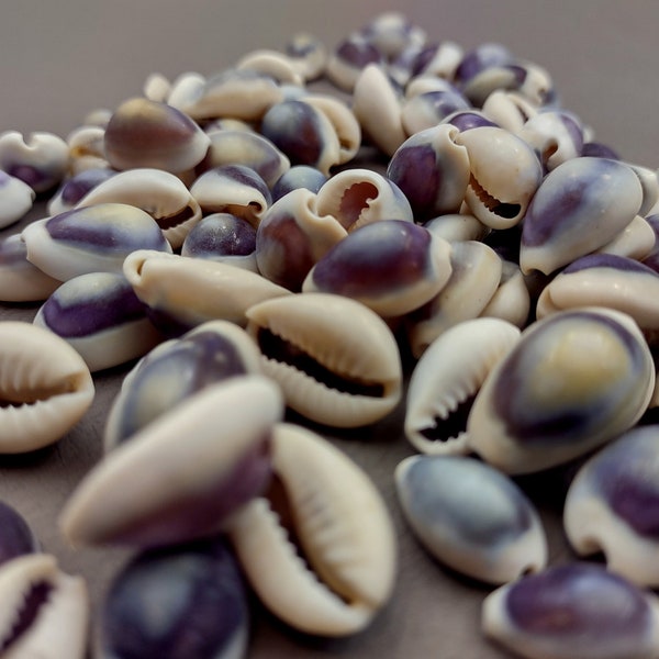 Cowrie - Etsy