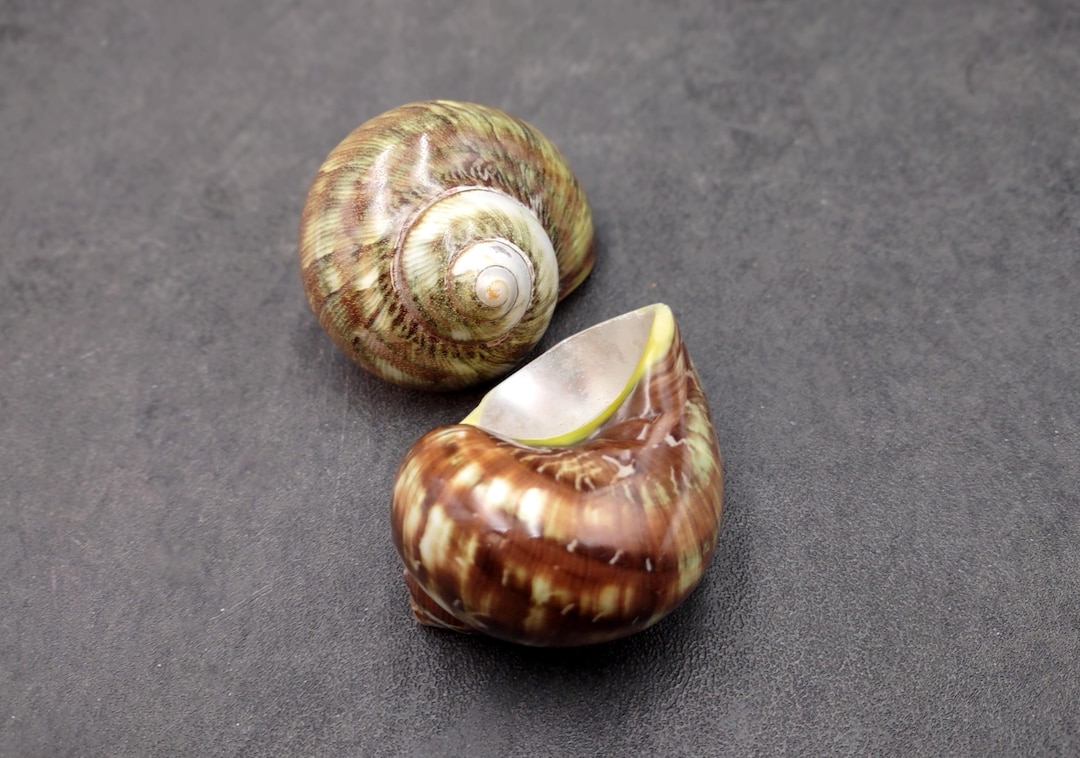 Variegated Turbo Seashells Turbo Vareigatus (2 Shells Approx. 2+ Inches ...