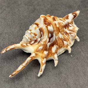 May include: A seashell with a brown and white pattern. The shell has a spiky, textured surface and several pointed protrusions. The shell is set against a gray background.