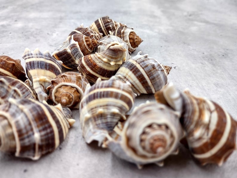 King Crown Conch Seashells Brown Striped Melongena Corona (2 Shells ...