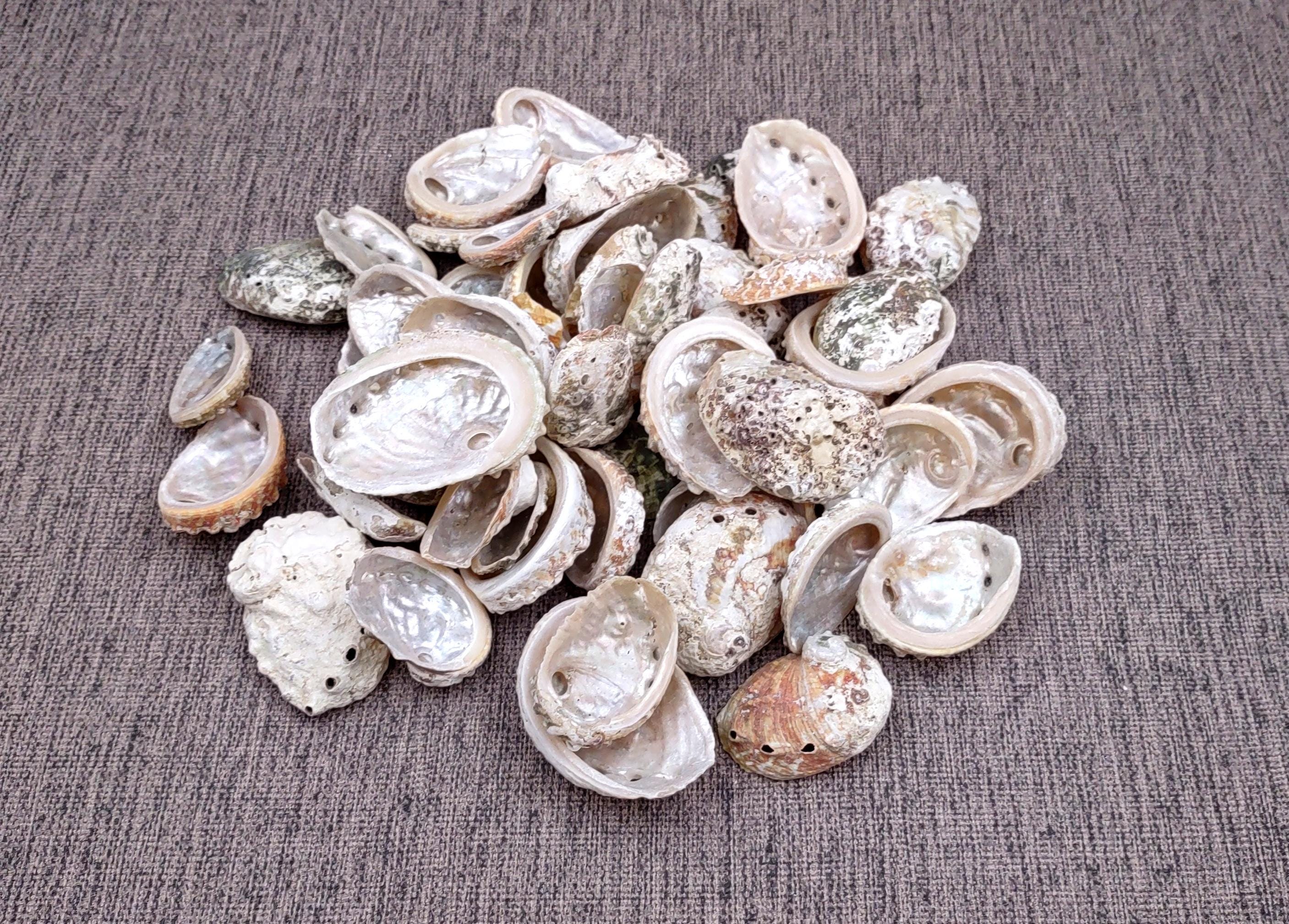 Natural Baby Abalone Seashells Rough Haliotis Rufescens (approx. HALF ...