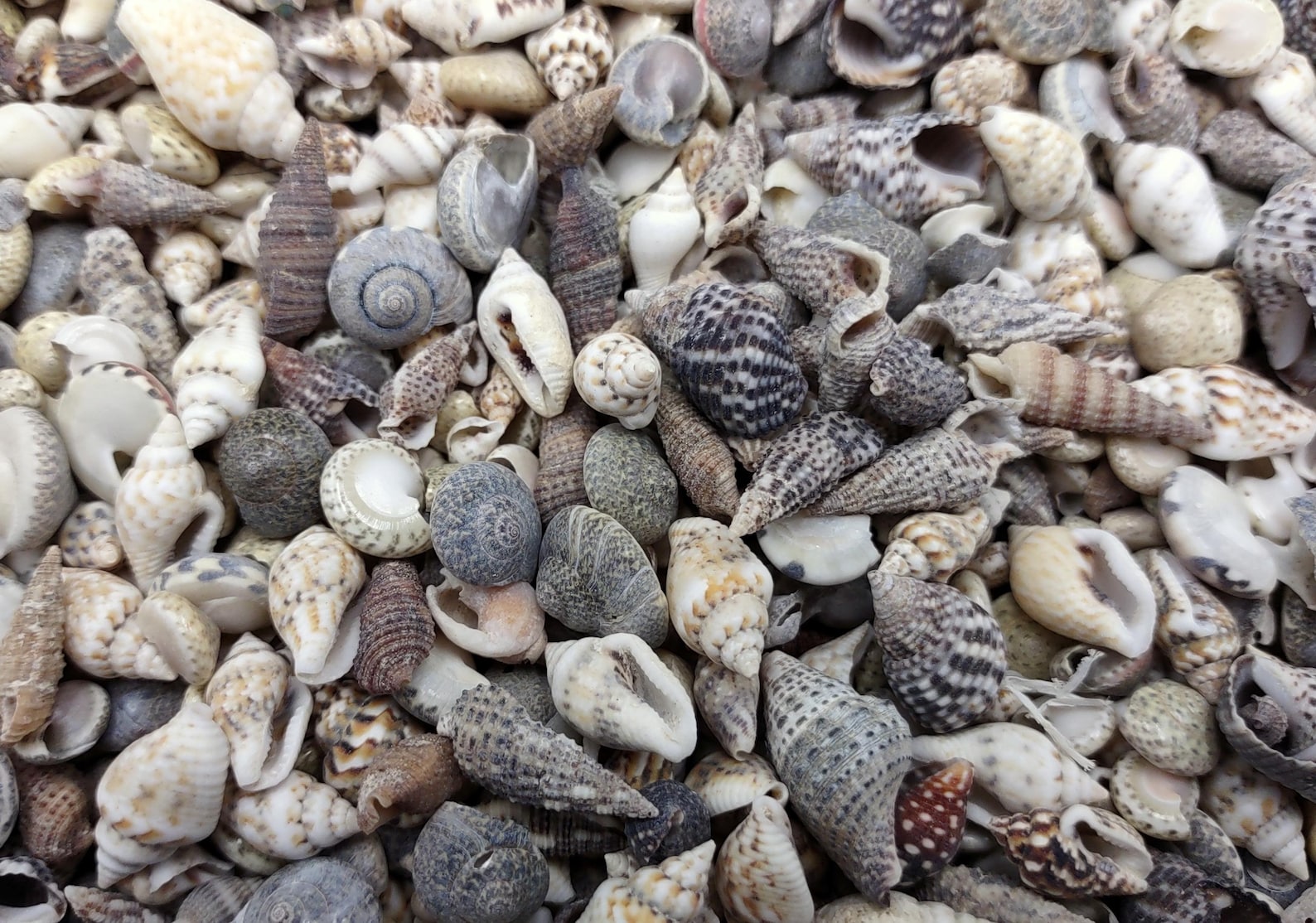 Extra Tiny Seashell Assorted Ocean Mix (approx. 1 Cup +/-125 Shells 0. ...