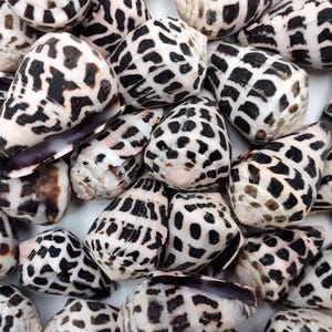 Medium Hebrew Cone Seashells Conus Ebraeus (5 shells approx. 1+ inches) Medium Hebrew Cone shell for beachy arts crafts jewelry & clothing!