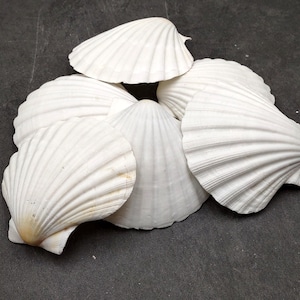 May include: Five white seashells of varying sizes and shapes, arranged in a cluster on a dark gray background.
