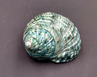 seashell　4枚 Large HERMIT Crab IMPERIAL TURBO Jade Shell, Rare Polished Blue