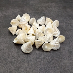 Pearlized Trochus Seashell Trochus Niloticus (approx. quarter cup +/-20 shells 0.5+ inch) Pearl Trochus Shells for arts crafts & display!