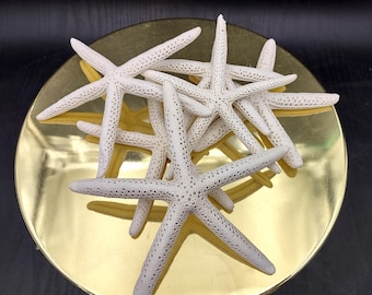 White Finger Starfish (2 starfish approx. 5+ inches) White Linckia Laevigata Seastars for coastal display crafts art & collecting!
