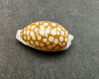 Large Sieve Cowrie - Cypraea Cribraria - (1 shell, 1-1.25 inches)