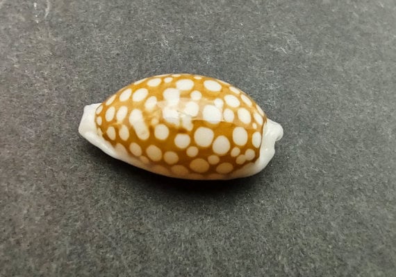 Calf Cowrie Shells - Cypraea Vitellus - (5 shells approx. 2 inches)