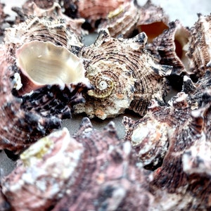 Dolphin Seashells Spiral Angaria Delphinus 5 Shells Approx. 1 Inches ...