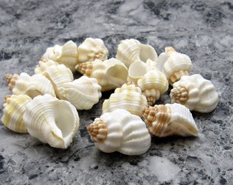 Nutmeg Snail Shells - Cancellara Undulata - (15 shells approx. 1 -1.5 inches)