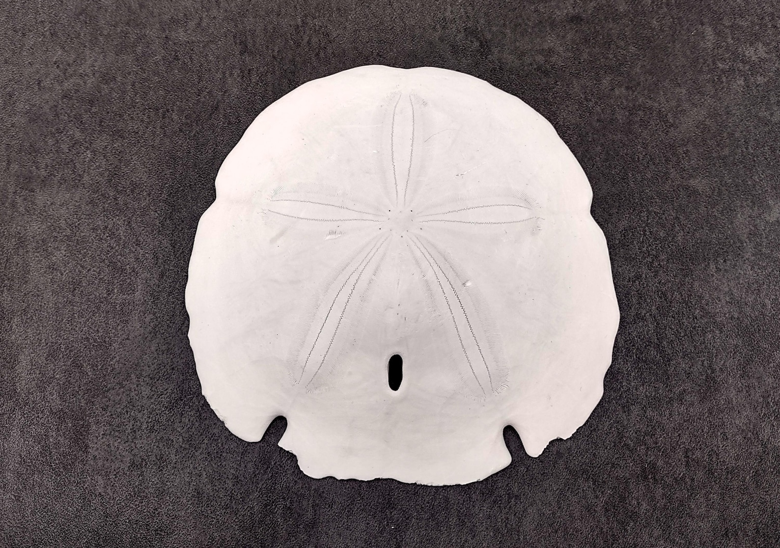 Arrowhead Sand Dollar Shell Extra Large Encope Michelini (1 Shell