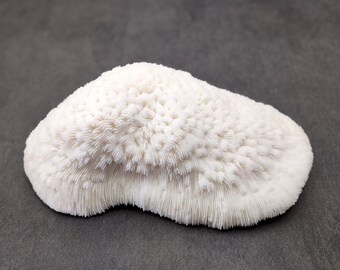 White Bowl Coral Cluster Halomitra Pileus (1 coral approx. 6-7+ inches) Special delicate coral to add to any fun display or coastal crafts!