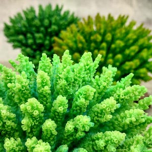 Green FAUX Table Coral - Acropora Hyacinthus - (1 FAUX Coral approx. 5Wx6Dx4T inches). Green thick fluffed coral set on rock. Copyright 2024 SeaShellSupply.co