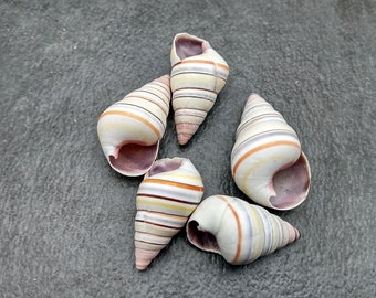 Candy Cane Landsnail - Linguus Virgineus - (5 shells, approx. 1-1.5 inches)