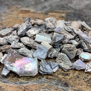 May include: A collection of small, irregular shell fragments featuring a mix of gray, brown, and white tones. Several pieces display a smooth, iridescent, pearlescent sheen with hints of pink and green, while others have a rough, porous texture.
