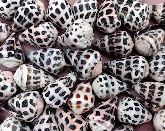 Small Hebrew Cone Seashells Conus Ebraeus (5 shells approx. 0.75+ inches) Small Hebrew Cone shell for arts crafts jewelry & clothing!