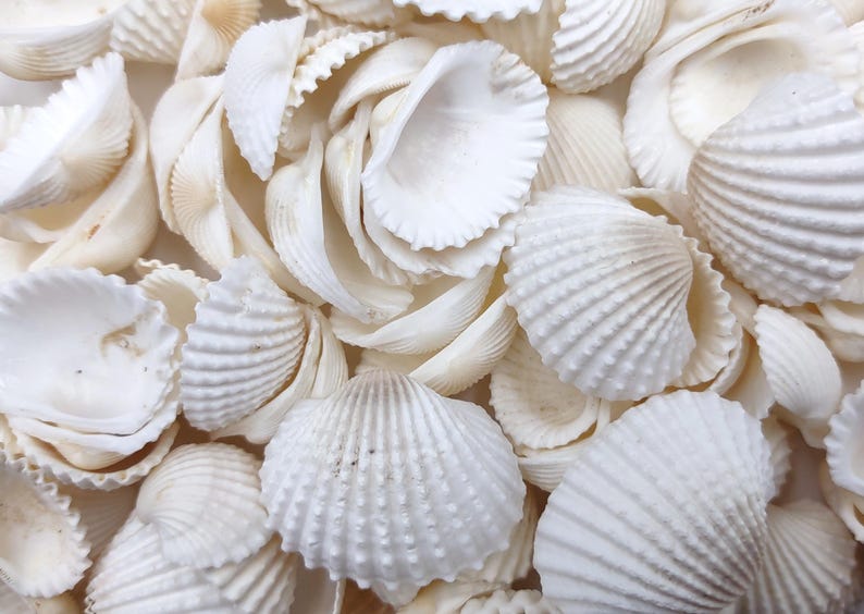 Many Ribbed Ark Shell White Ark Clam Seashells Andara Granosa (approx. Half Cup +/-50 Shells ...