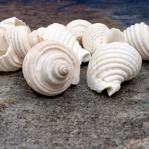 Groovy White Shells - Macron Aethiops - (8 shells approx. 2-2.5 inches)