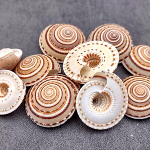 Perspective Sundial Seashells Architectonica Perspectiva (10 shells approx. 1+ inches) Clear Sundial Shells for ocean art crafts & jewelry!