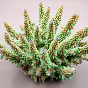 Green FAUX Finger Staghorn Coral - Acropora Humilis - (1 FAUX Coral approx. 6x5x5 inches). Green dotted branched coral with a strong round base.Copyright 2024 SeaShellSupply.com.