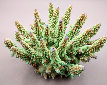 Green FAUX Finger Staghorn Coral Acropora Humilis (1 FAKE Coral approx. 6Tx5Wx5D inches)