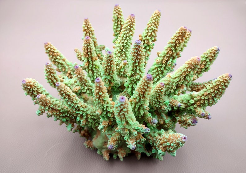 Green FAUX Finger Staghorn Coral - Acropora Humilis - (1 FAUX Coral approx. 6x5x5 inches). Green dotted branched coral with a strong round base.Copyright 2024 SeaShellSupply.com.