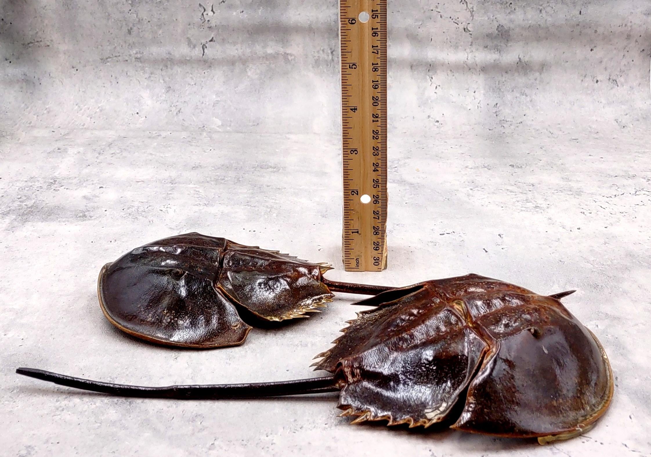 Horseshoe Crab Brown Tachypleus Tridentatus (1 Crab Approx. 10