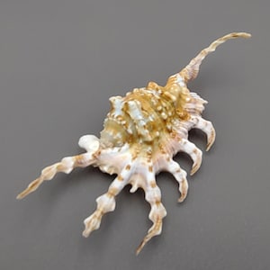 Scorpion Spider Conch Seashell Lambis Scorpio (1 shell approx. 4-6+ inches) Scorpion Spider Conch Shell for coastal crafting & display!