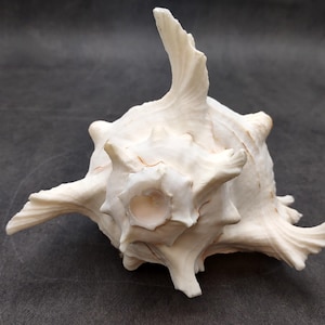 May include: A large, off-white seashell with a textured surface and multiple spiky protrusions. The shell has a prominent, upward-curving spire and a central opening. The overall shape is irregular and organic, suggesting a natural origin.