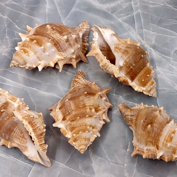 Medium Frog Seashells Creamy Tan Bursa Rana (5 shells approx. 2+ inches) Good for small hermit crabs, art projects, crafts or ocean decor!