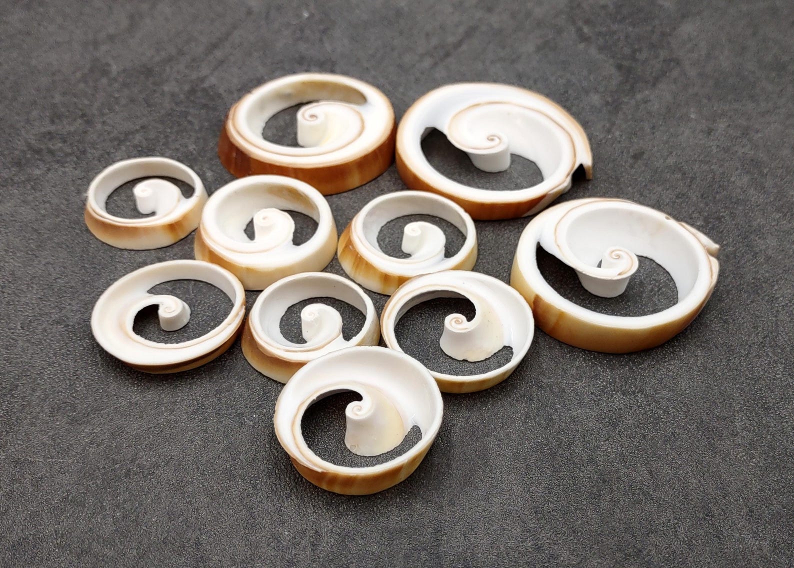 Ring Cut Tibia Conch Seashells White Brown Sliced Tibia Curta (10 ...