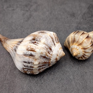 May include: Two seashells with spiral patterns and elongated spires rest on a gray surface. The shells display a mix of white, brown, and tan hues. The larger shell is positioned to the left, while a smaller one is on the right.