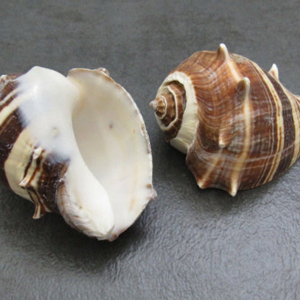 King Crown Conch Shell - Melongena Corona - (2 shells approx. 2.5-3 inches)