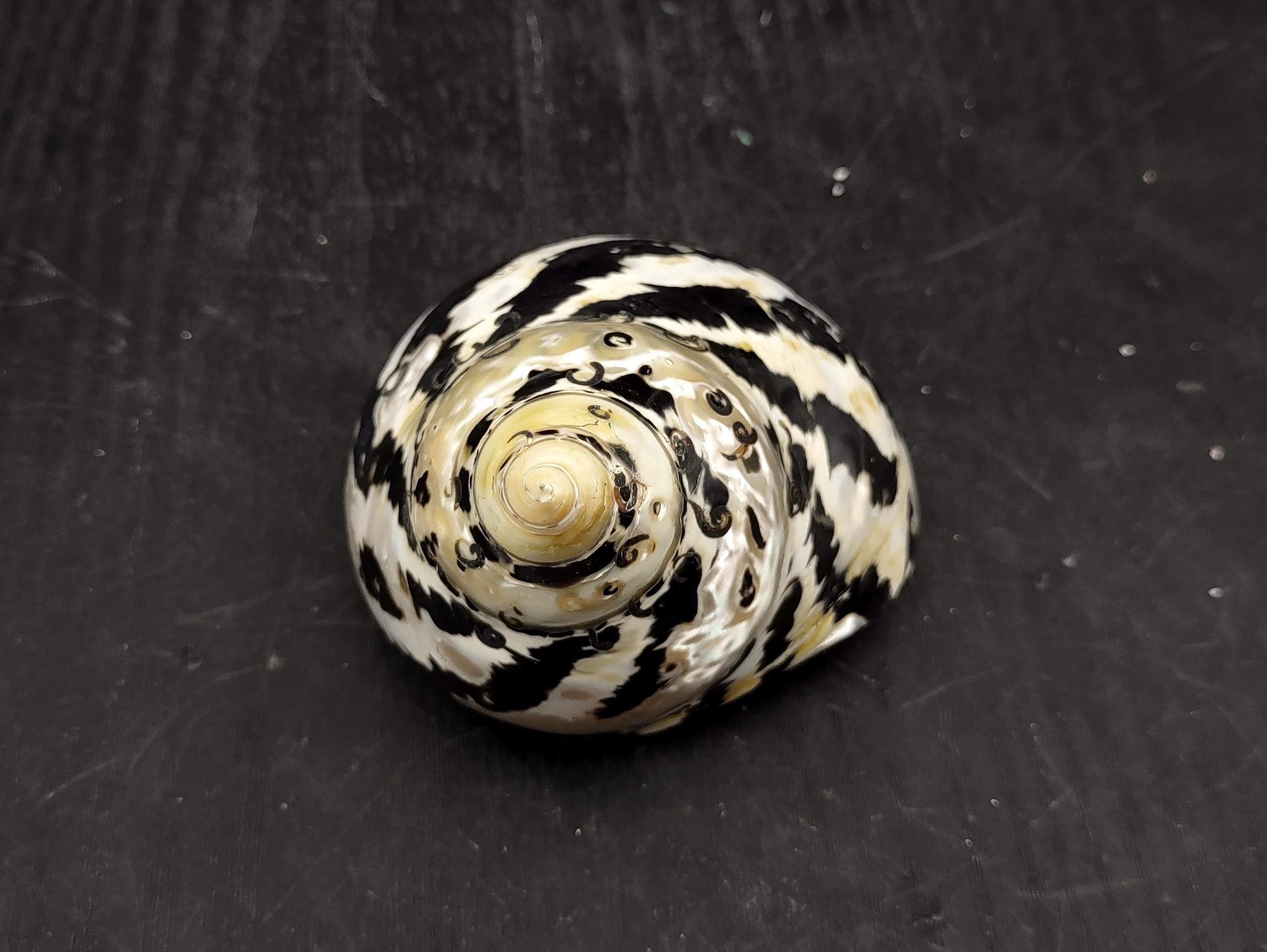 West Indian Top Polished Seashell Black Cittarium Pica (1 Shell