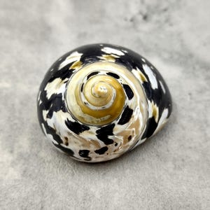 West Indian Top Polished Seashell or Magpie Striped Shell Cittarium Pica (1 shell approx. 2+ inches) Natural Sea Shell for Arts & Crafts!