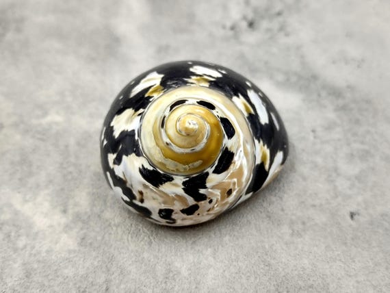 West Indian Top Polished Seashell or Magpie Striped Shell