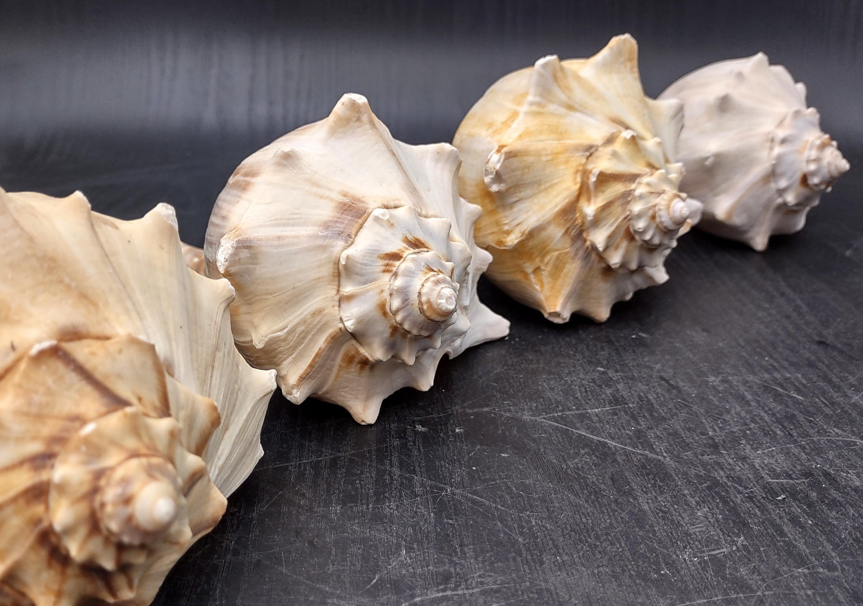 Right Handed Whelk Seashell Creamy Yellow Atlantic Busycon Carica (1 ...