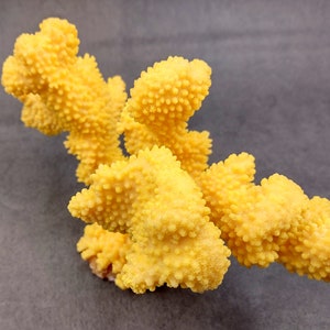 Coral de coliflor sintética amarilla Pocillopora Eydouxi 1 coral sintética de aproximadamente 9 pulgadas de ancho x 5 de alto x 4 profundidad imagen 4