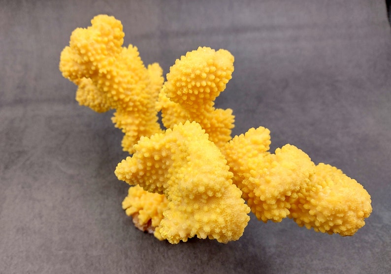 Coral de coliflor sintética amarilla Pocillopora Eydouxi 1 coral sintética de aproximadamente 9 pulgadas de ancho x 5 de alto x 4 profundidad imagen 4