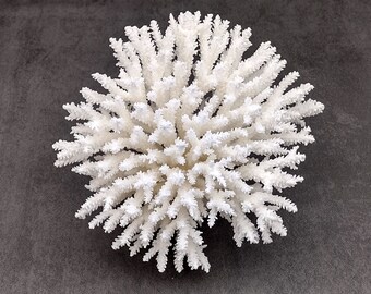 White Table Coral Large Cluster Acropora Latistella (1 coral approx. 7-9+ inches) White Coral for coastal display arts crafts & collecting!