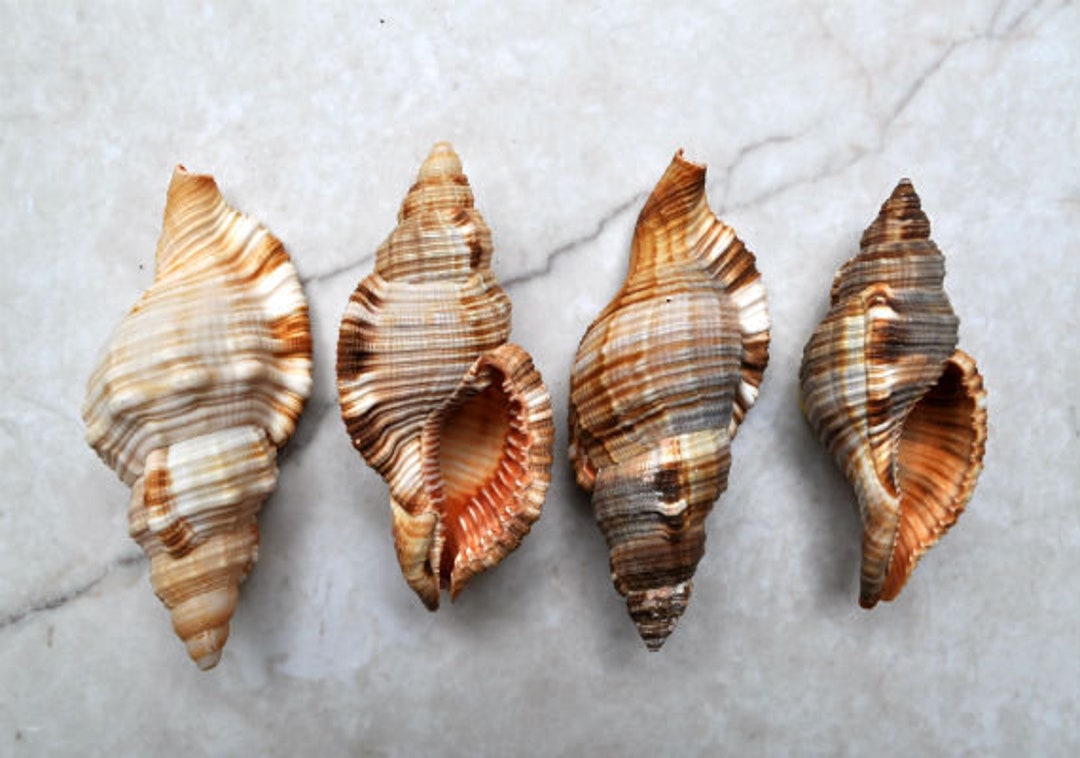 Hairy Triton Seashells Cymatium Pileare Linnaeus 4 Shells Approx. 2-4 ...