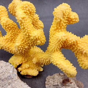 Coral de coliflor sintética amarilla Pocillopora Eydouxi 1 coral sintética de aproximadamente 9 pulgadas de ancho x 5 de alto x 4 profundidad imagen 6