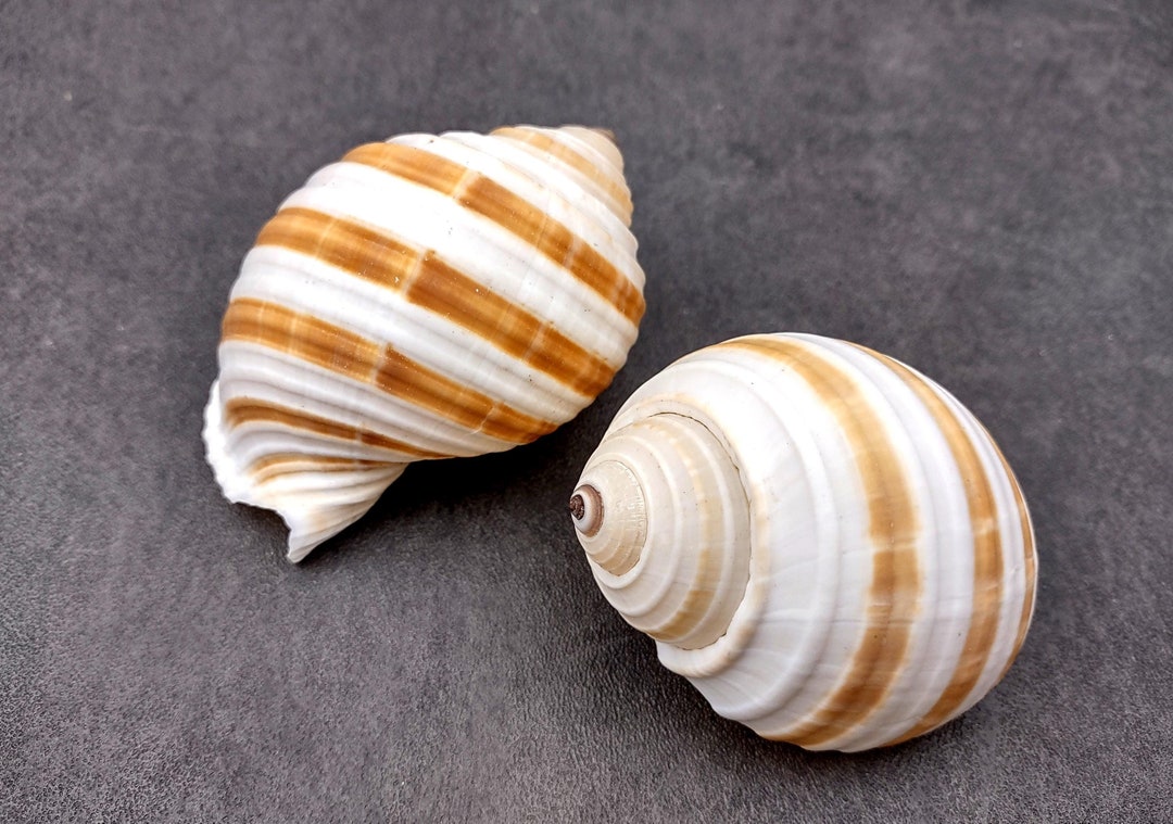 Large Striped Tun Seashells Tonna Sulcosa (2 Shells Approx. 3+ Inches ...