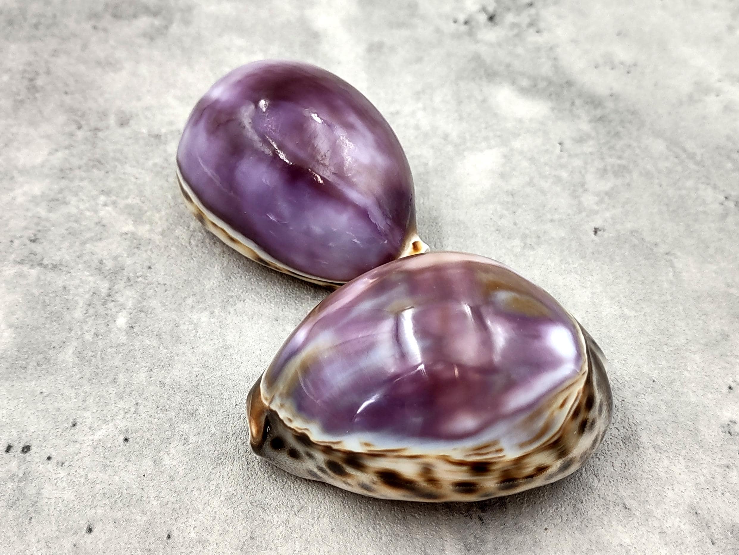 Purple Top Tiger Cowrie Seashells Cypraea Tigris (2 Shells Approx. 2.25 ...