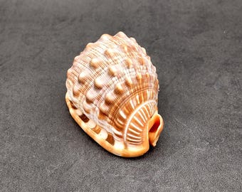 Nerita tessellata, petit coquillage noir et blanc, coquillage