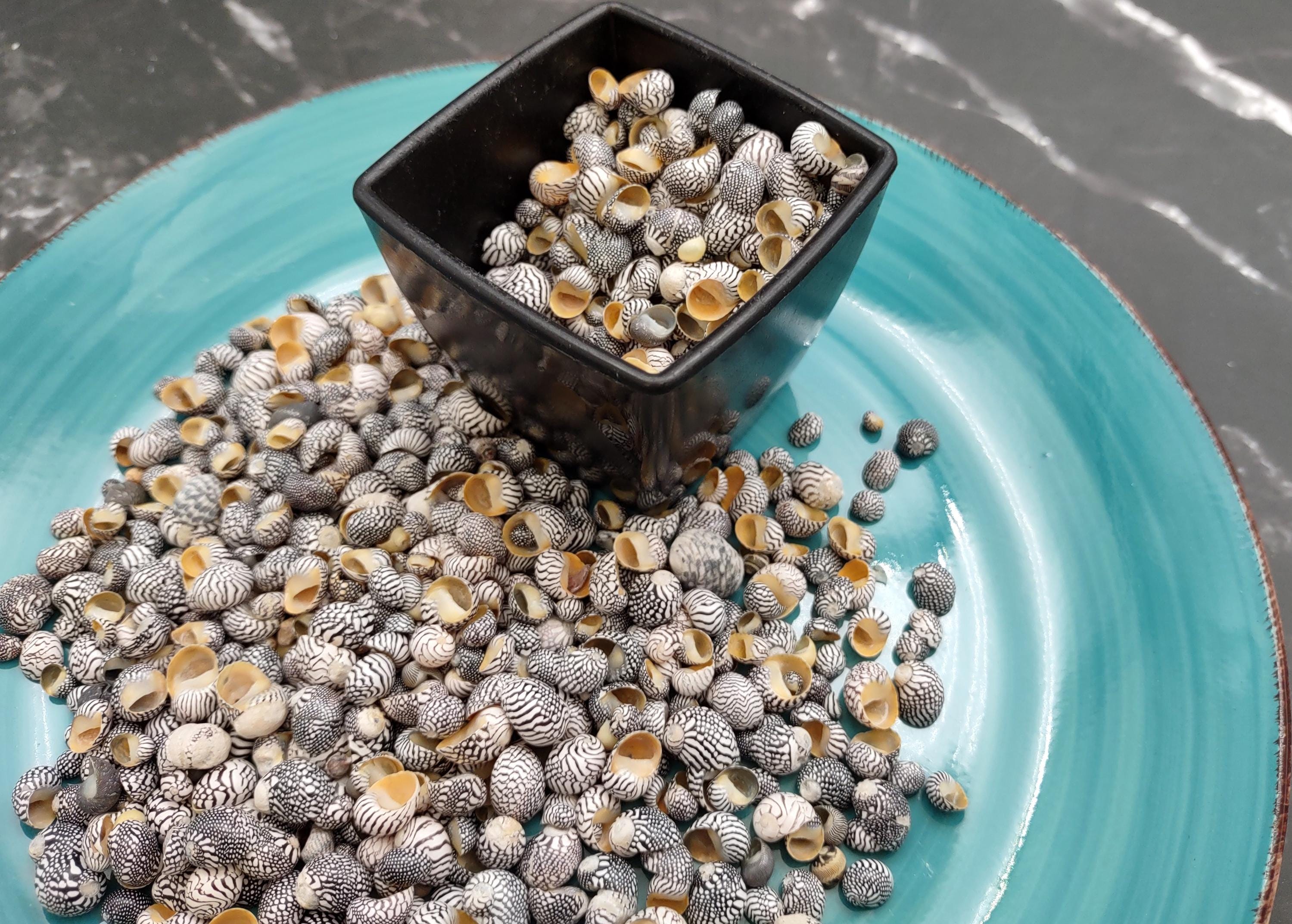 Zebra Nerite Seashells Black White Neritina Pulligera (approx