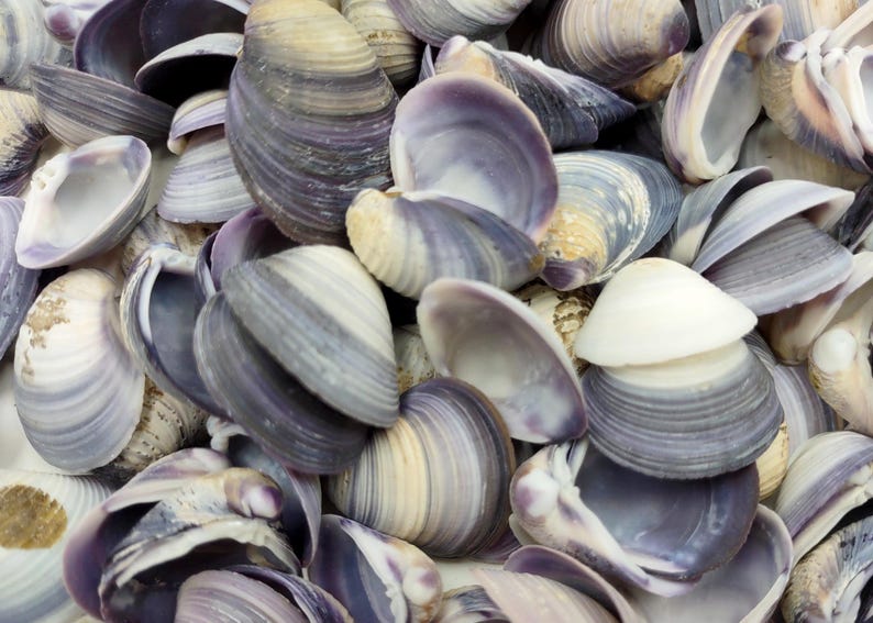 Purple Violet Clam Seashell Halves Macta Violacea (approx. HALF Cup ...